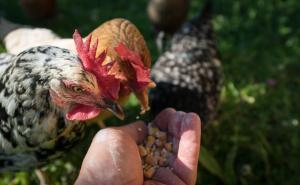 Glamping in Toscana, luxury tents in agriturismo biologico