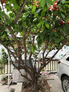 a tree with red berries on it next to a car at Nancy Guesthouse in Shanghai