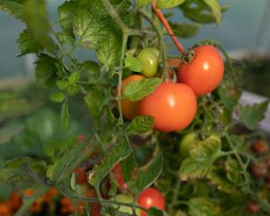 Fotografie z fotogalerie ubytování Crannagael House v destinaci Portadown