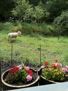 Ein Garten an der Unterkunft LA PANDELA