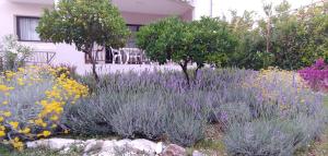 Vonkajšia záhrada v ubytovaní Holiday home Ruzmarin