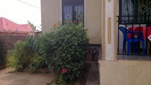 a house with a plant in front of a window at Rena Akasha Establishments in Kyenjojo