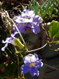 フンシャルにあるVila Calaçaの紫白の花束