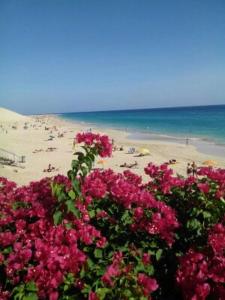 un ramo de flores rosas en una playa en Paradis, en Morro del Jable