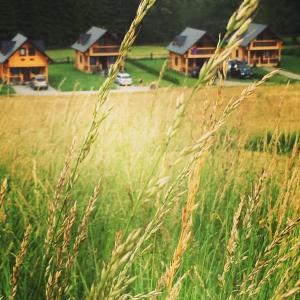 a field of tall grass with houses in the background at Chatki Góralskie in Rabka-Zdrój