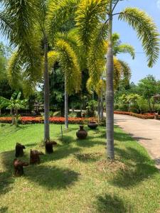 un groupe de palmiers dans un parc dans l'établissement Baan Chai Thung Resort, à Doi Saket