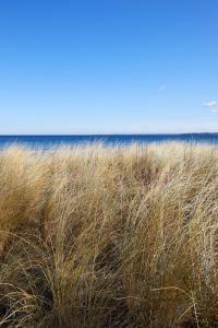 a field of tall grass with the ocean in the background at Strandhotel Fontana in Timmendorfer Strand