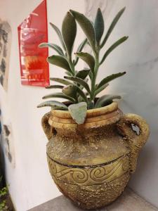 uma planta num vaso sentado ao lado de uma parede em B&B Cappotto civico 48 em Pompeia