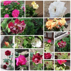 a collage of photos of flowers in different colors at John and Tania's Garden in Prinos