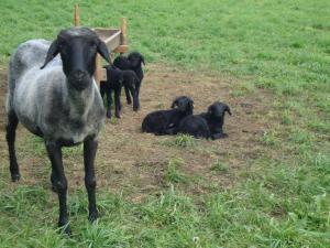 a goat standing next to a group of lambs in a field at Haus Eder Burgi in Nikolsdorf