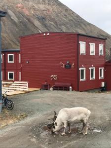 a cow standing in front of a red building at Haugen Pensjonat Svalbard in Longyearbyen