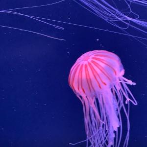 una medusa rosa flotando en el agua en Sakaide Grand Hotel, en Sakaide