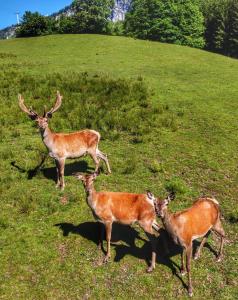 サンクト・ジョアン・イン・チロルにあるBerghof Haselsbergerのギャラリーの写真