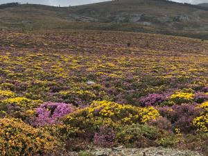 Billede fra billedgalleriet på Quinta das Uchas i São Pedro do Sul
