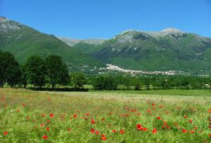 a field of red flowers in a field with mountains at B&B La casa dei nonni in San Donato Val di Comino