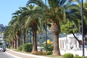 a row of palm trees on a city street at Hotel Lido in Vasto