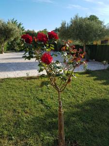 a plant with red roses in the grass at VILLA NIKOLINA in Medulin