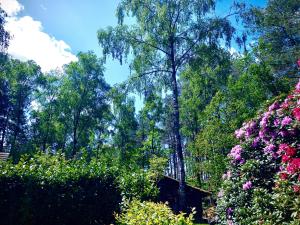 een tuin met bomen en bloemen op een zonnige dag bij De Drie Beuken in 't Harde