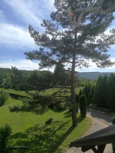 un pino en un patio con un aro de baloncesto en House Nada, en Rastovača