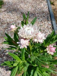 斯哈倫代克的住宿－Finca Vrij，植物上一束粉红色的花