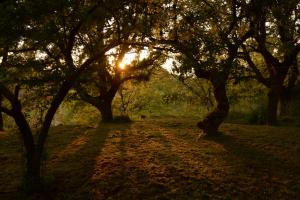 un grupo de árboles con el sol brillando a través de ellos en Par Tòt, en Locorotondo