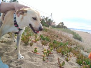 Domáce zviera alebo zvieratá hostí v ubytovaní El Rincón De Denia - Paraiso Del Sol