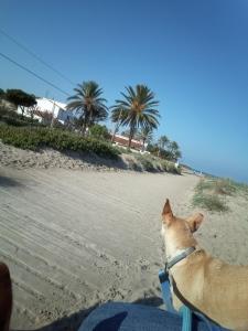 Domáce zviera alebo zvieratá hostí v ubytovaní El Rincón De Denia - Paraiso Del Sol