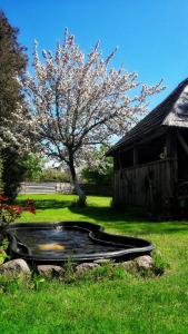 a tree sitting in the grass next to a house at Viesu nams Klāņas in Engure