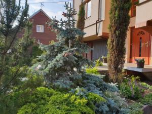 a christmas tree in a garden in front of a building at Apartamenty i pokoje u Beaty in Augustów