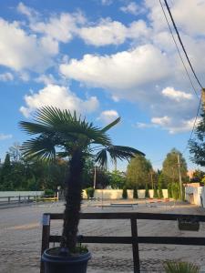 a palm tree in a pot next to a bench at Farm Stay NH Stables in Nýřany