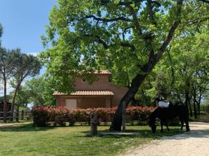 um cavalo debaixo de uma árvore em frente a uma casa em Casina Miriano em Castiglione del Lago