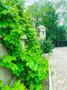 ブラゴヴェシチェンスクにあるBB Homeの塀の横の緑の葉の垣根