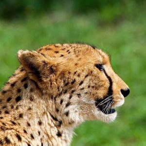 a close up of a cheetah with its mouth at Wendy's Country Lodge in Mtubatuba
