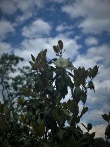 ヒサリャにあるVictoriya's Houseの曇空に向かって木の上の白い花