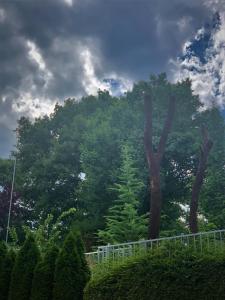 a large tree in front of a forest of trees at Victoriya's House in Hisarya