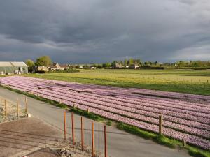 Gambar di galeri bagi Tulpenhoek di Akersloot