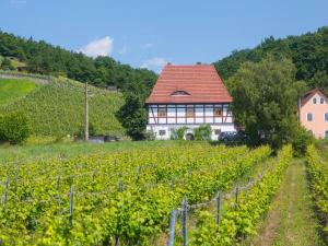a vineyard in front of a building with a house at Alt Coswigerhof in Coswig