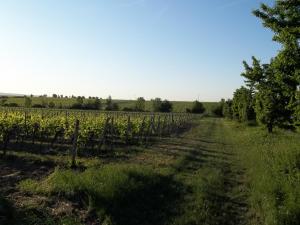 Φυσικό τοπίο κοντά σε αυτό το διαμέρισμα