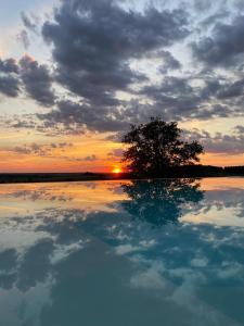 ein Baum im Wasser mit Sonnenuntergang im Hintergrund in der Unterkunft Lescarot in Saint-Jean-de-Duras