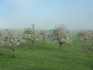 a group of trees in a field with green grass at Domaine de l'Etre in Saint-Pierre-du-Regard