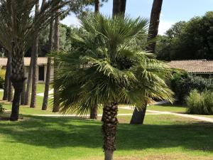 a palm tree in the middle of a park at Prea Gianca in Bonifacio