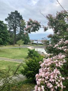 a bunch of pink flowers in a park at Larvik Pensjonat in Larvik +5 photos