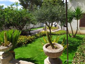 Casa Vacanza la Fiaba في تراباني: حديقة بها اثنين من الصبار في الأواني على العشب