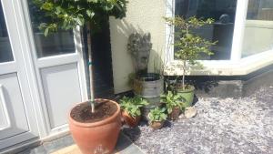 a group of potted plants in front of a door at The Victoria guest house in Mablethorpe