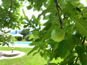 ein grüner Apfel hängt von einem Baum in der Nähe eines Pools in der Unterkunft Relais Del Lago in Capannori