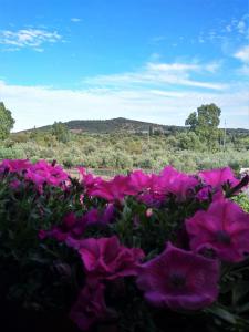 ヴィッラ・サン・ピエトロにあるB&B L'Asfodeloのギャラリーの写真 +25枚の写真