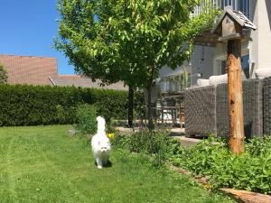 a white cat standing in the grass in a yard at feels like home in Tamsweg