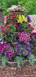 wystawa kolorowych kwiatów w ogrodzie w obiekcie Nina puhkemaja w mieście Nina