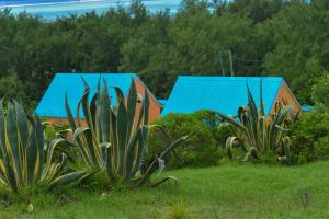 dwa domy z niebieskimi dachami na polu z roślinami w obiekcie La Belle Rodriguaise w mieście Rodrigues Island