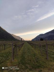 un viñedo en un campo con montañas al fondo en Agriturismo Revena en Belluno Veronese